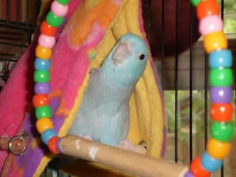What kind of Parrotlet am I?