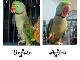 The Xanderbird Scrapbook, 2020 - Updates