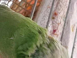 Feather loss