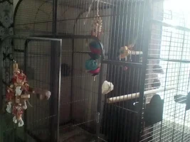 paddy the Patagonian conure