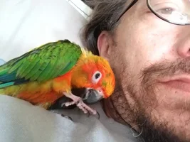 Why is my bird affectionate and cuddly all of a sudden?