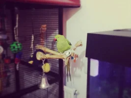 Marleys story