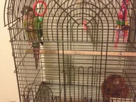 New conure owner with a few questions.