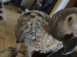 25 yr old African Gray is spoiled, neurotic, picking feathers