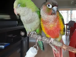 Gru the grren cheek conure has a new bff Odie the Quaker he is in loooove lol🥰❤
