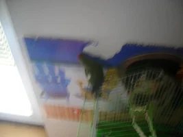 Parrot is shredding paper and putting them behind her/his wing