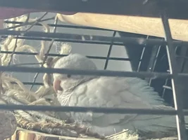 Quaker Egg laying : What’s best to help her?