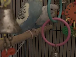 Is my white budgie okay?
