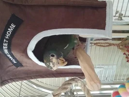 Leaving parrot while working long hours? second bird?