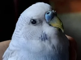 Is that cataracts on my 5yo male budgie? (2nd pic is the normal eye)