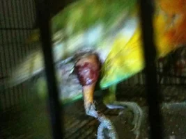 Lovebird wounded HELP!!
