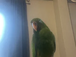 Whining? High growl? Or something else?