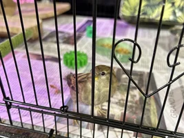A Setup for a Special Sparrow