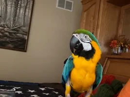 How to handle aggressive macaws
