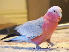Hello! Galah advice and support please!