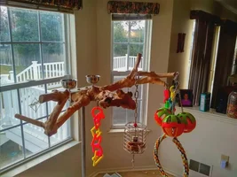 Large Parrot Play Tree