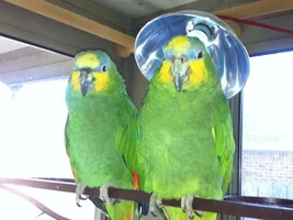 Hello everyone