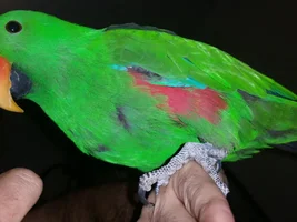 Plucking or just normal molt?
