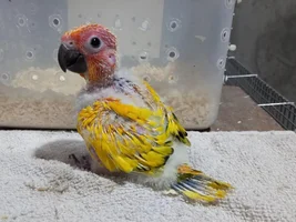 Is this a Yellow Pied Sun Conure?