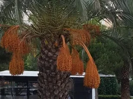 About palm nuts