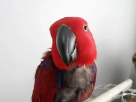 Meet Molly!