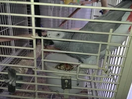 Free African Grey Boston area