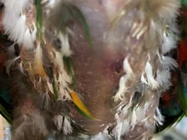 Collaring Parrots?!?!