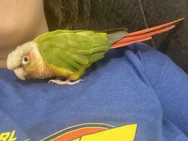Hormonal GCC, tips on correcting biting?