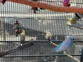 Tom the Con-Man and the Flock!