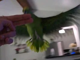 8 Weeks old baby Amazon?