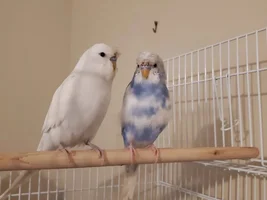 Bunch of cute Budgies