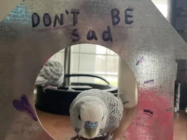 Hello! My entire life story about budgies :)