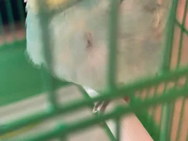 Budgie with chest swelling - looking for advice