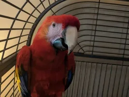 Scarlet Macaw broken lower beak