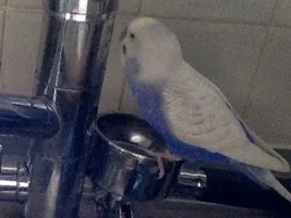 Small bird photo thread!