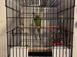 Help with taming ringneck