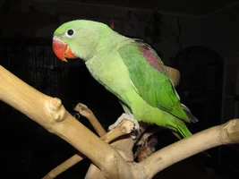 Alexandrines as pets