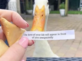 The best Bird meme!!