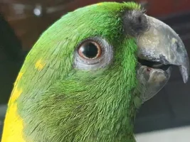 Pure Naped? Or hybrid?