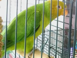 New to parrot forum