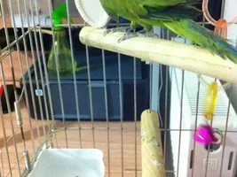 Gender and Age of my African RINGNECK please?