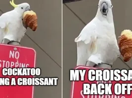 The best Bird meme!!