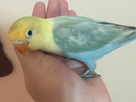 2 Young Lovebirds Need a Forever Home! Hand Fed As Babies