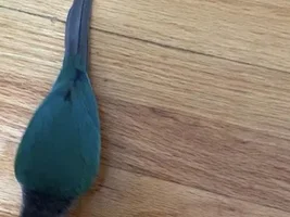 Green cheek Conure tail curve