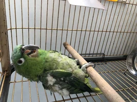 Adopted a mealy Amazon