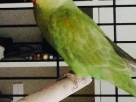 Guesses to gender?