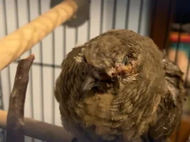 Injured Wild Bird ❗️❗️