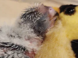 Show me your sleepy bird photos