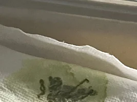 first time laying eggs? help?
