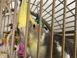 Quick pet check?